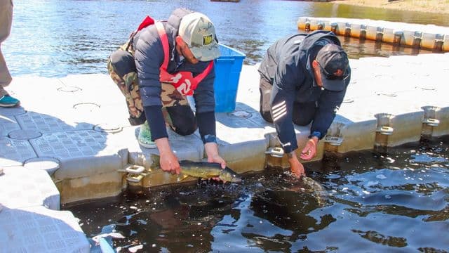 Québec accorde 25 000 $ au Festival du doré Baie-James pour soutenir l’édition 2026 et le tourisme régional 