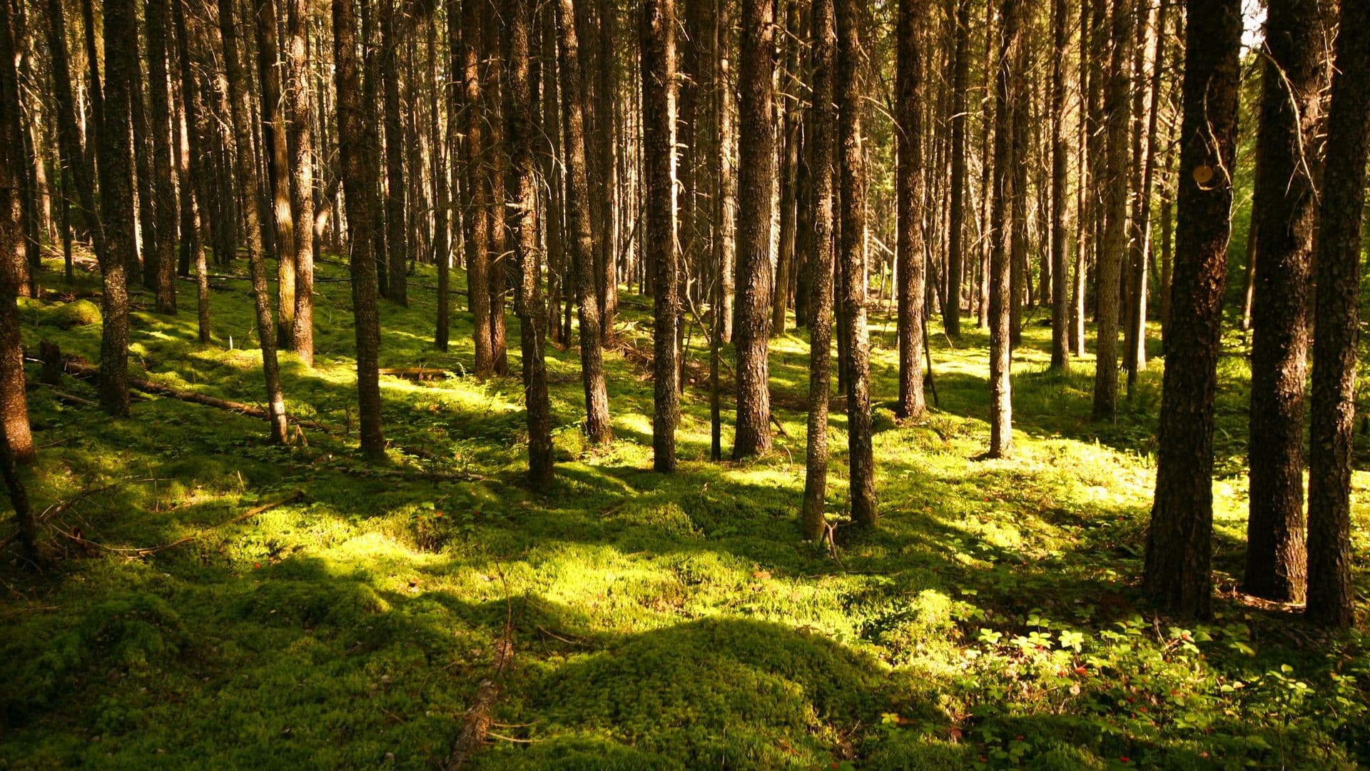 Le Gouvernement de la Nation Crie réaffirme la préséance du Régime forestier adapté sur le Projet de loi 97 