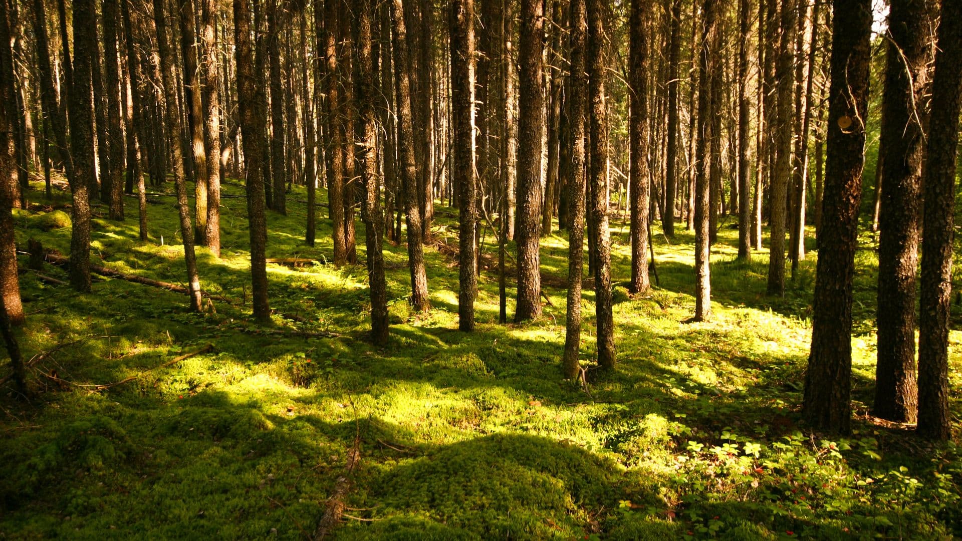 Reboisement et éducation forestière : une programmation élargie pour le Mois de l’arbre 