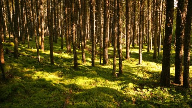 Reboisement et éducation forestière : une programmation élargie pour le Mois de l’arbre 