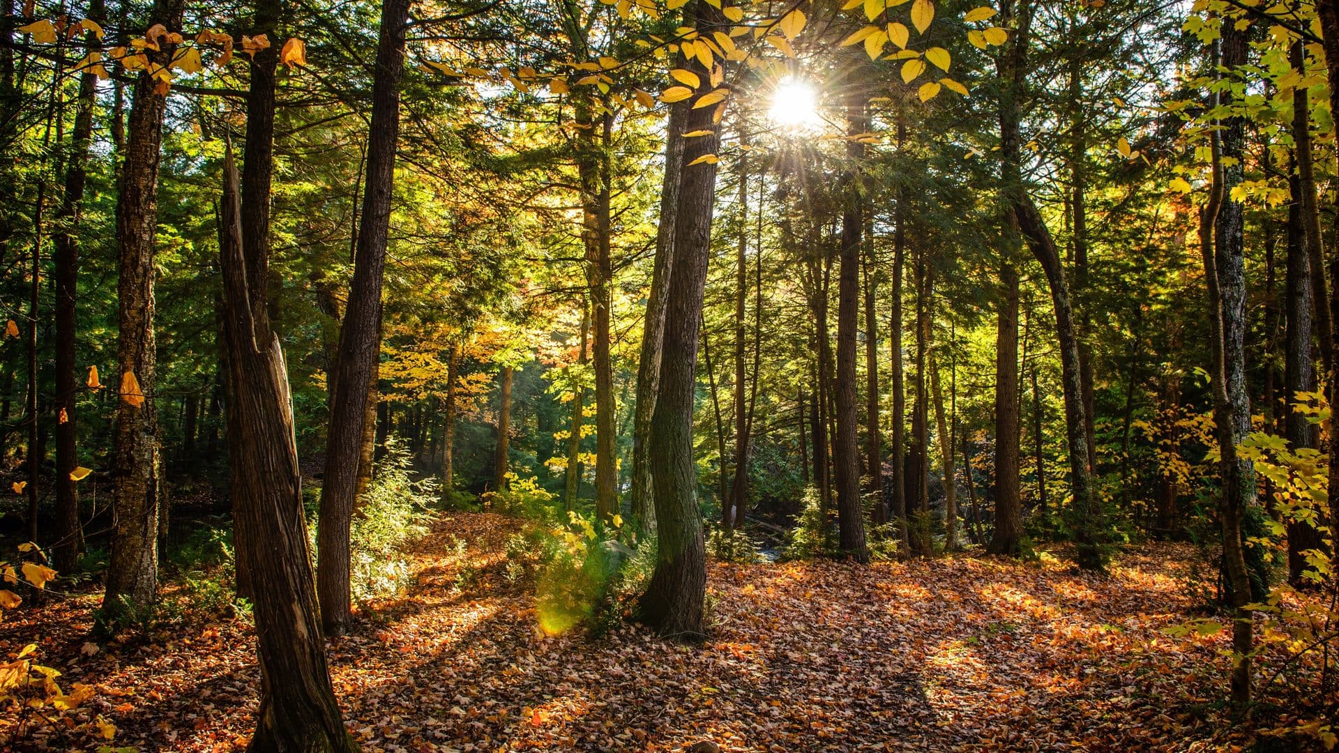 Vers une sylviculture durable et territorialisée : un appel à projets pour relever les défis forestiers 