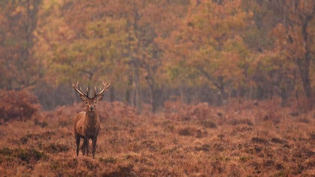 Chasse en Baie-James : le ministère rappelle les règles pour une saison harmonieuse
