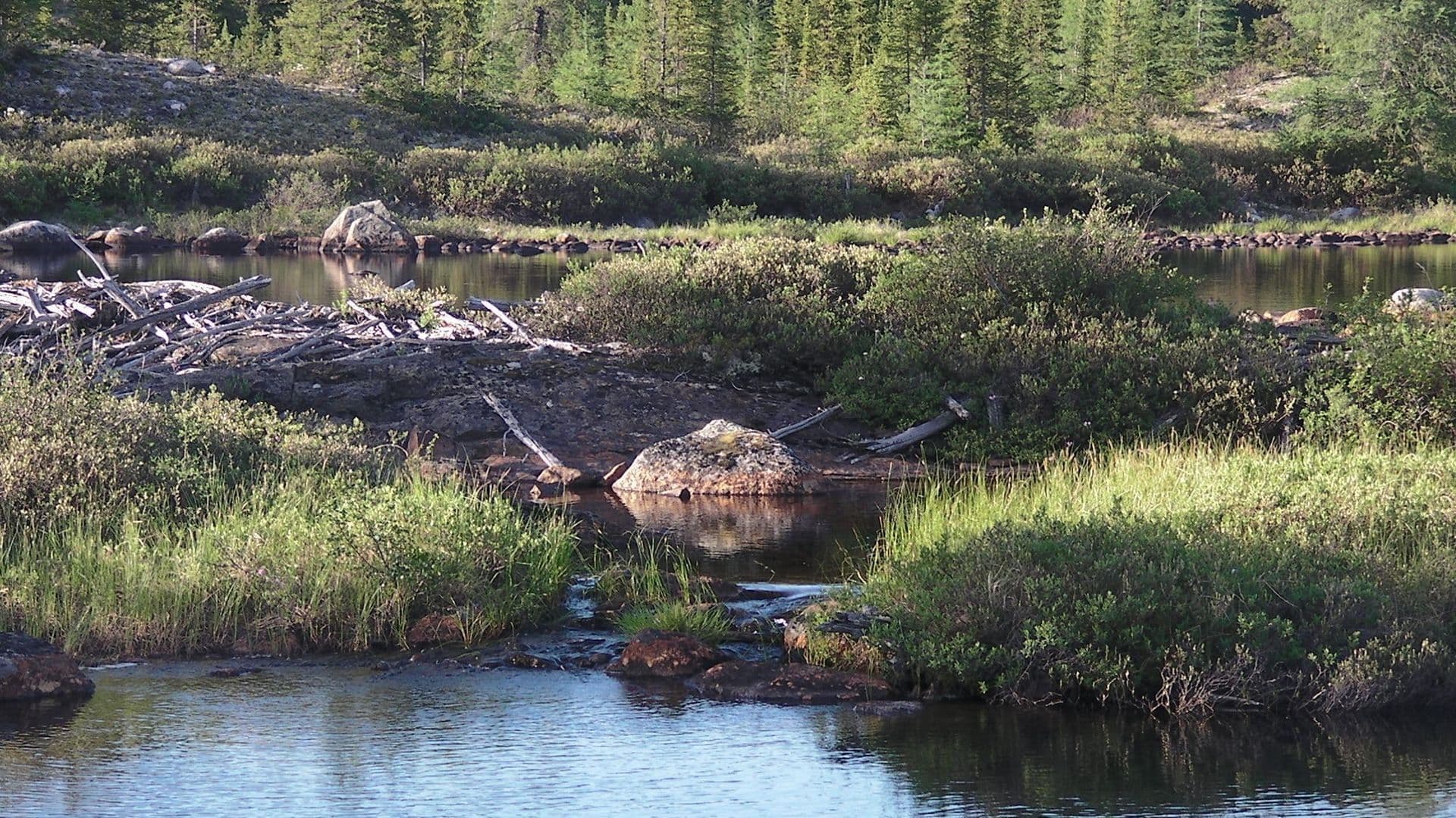 Consultation publique en cours sur l’aménagement forestier à la Baie-James