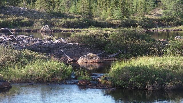 Consultation publique en cours sur l’aménagement forestier à la Baie-James