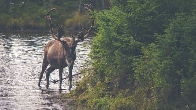 FédéCP : la fermeture du bureau des agents de la faune à Matagami provoque (encore) des remous
