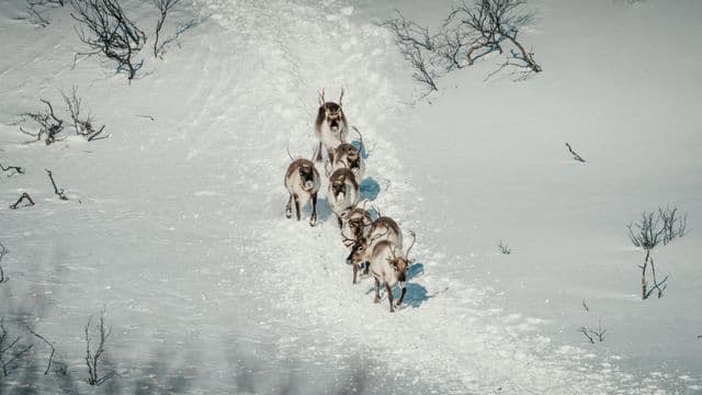 Limitation de la chasse au caribou dans les communautés cries pour l’hiver 2025