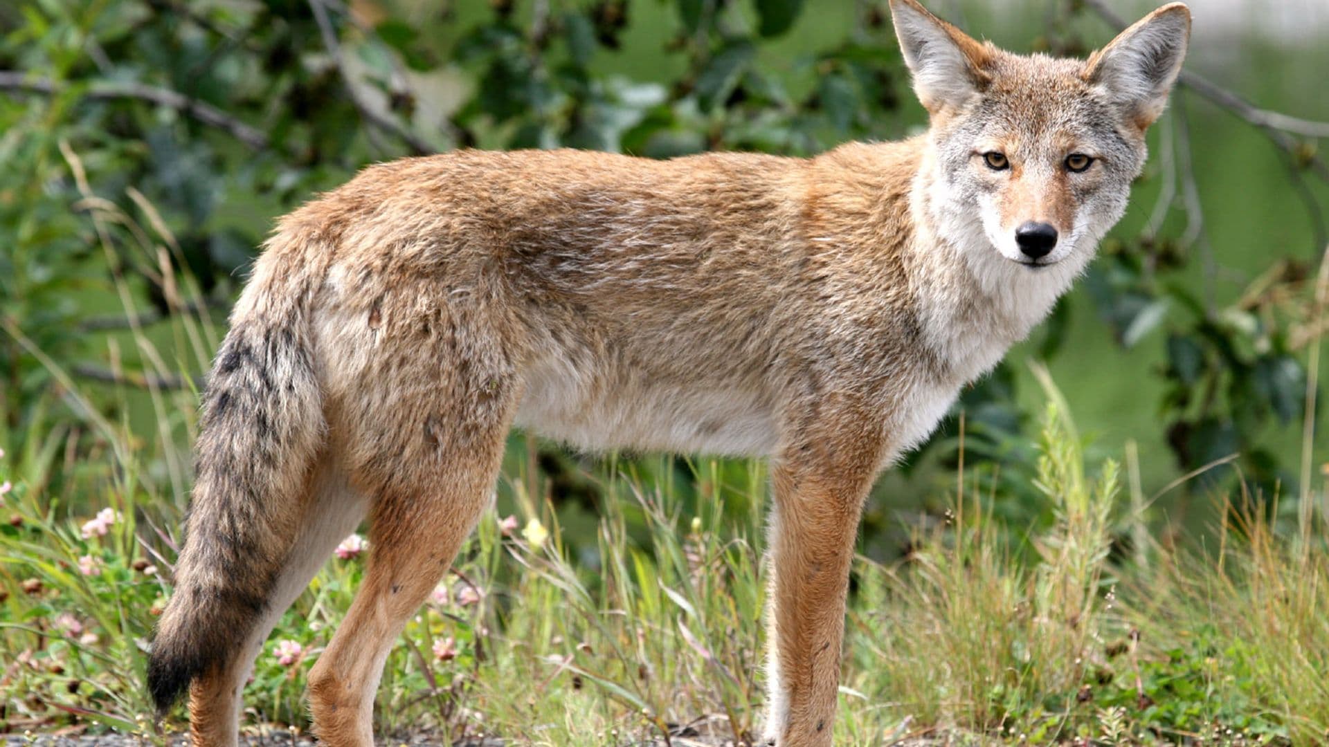 La Ville de Chapais émet un avertissement après l’observation d'un coyote près du sentier Campbell