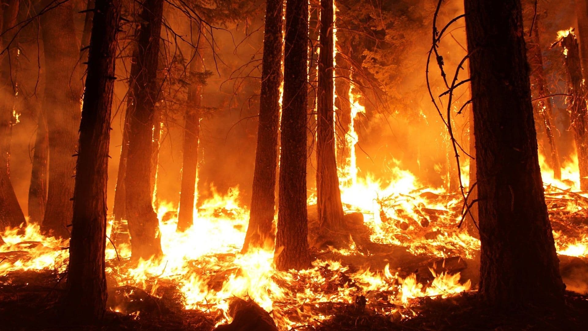 Après plusieurs tentatives non concluantes, plusieurs entreprises se montrent désormais prêtes à s’investir dans un projet qui découle directement des feux de forêt de 2023.