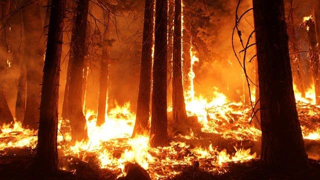 Lebel-sur-Quévillon entame un abattage d’arbres résineux pour lutter contre les feux de forêt