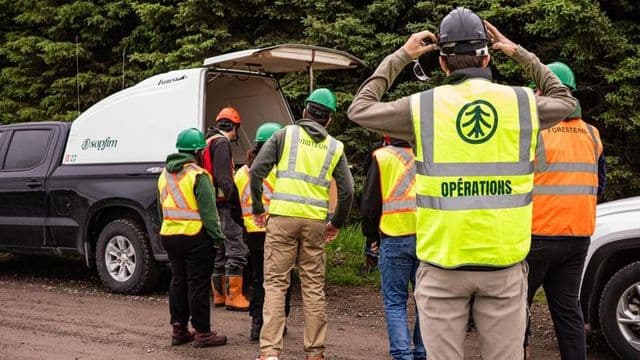 SOPFIM : la lutte contre la tordeuse des bourgeons de l’épinette s'intensifie dans le Nord-du-Québec