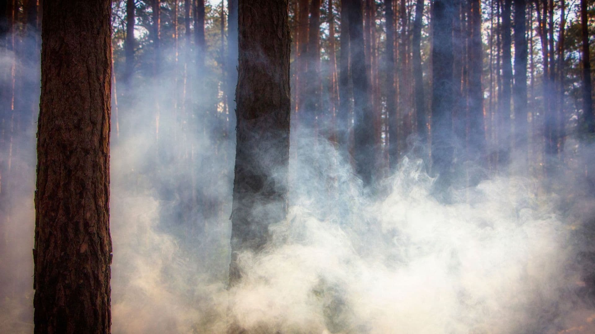 Feux de forêt de 2023 : Nada Conseils s'apprête à livrer ses premiers constats économiques et sociaux