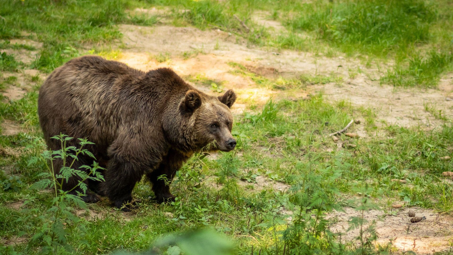 https://auroreinfo.com/api/articles/file/image-ours-foret-pexels-1920x1080.jpg