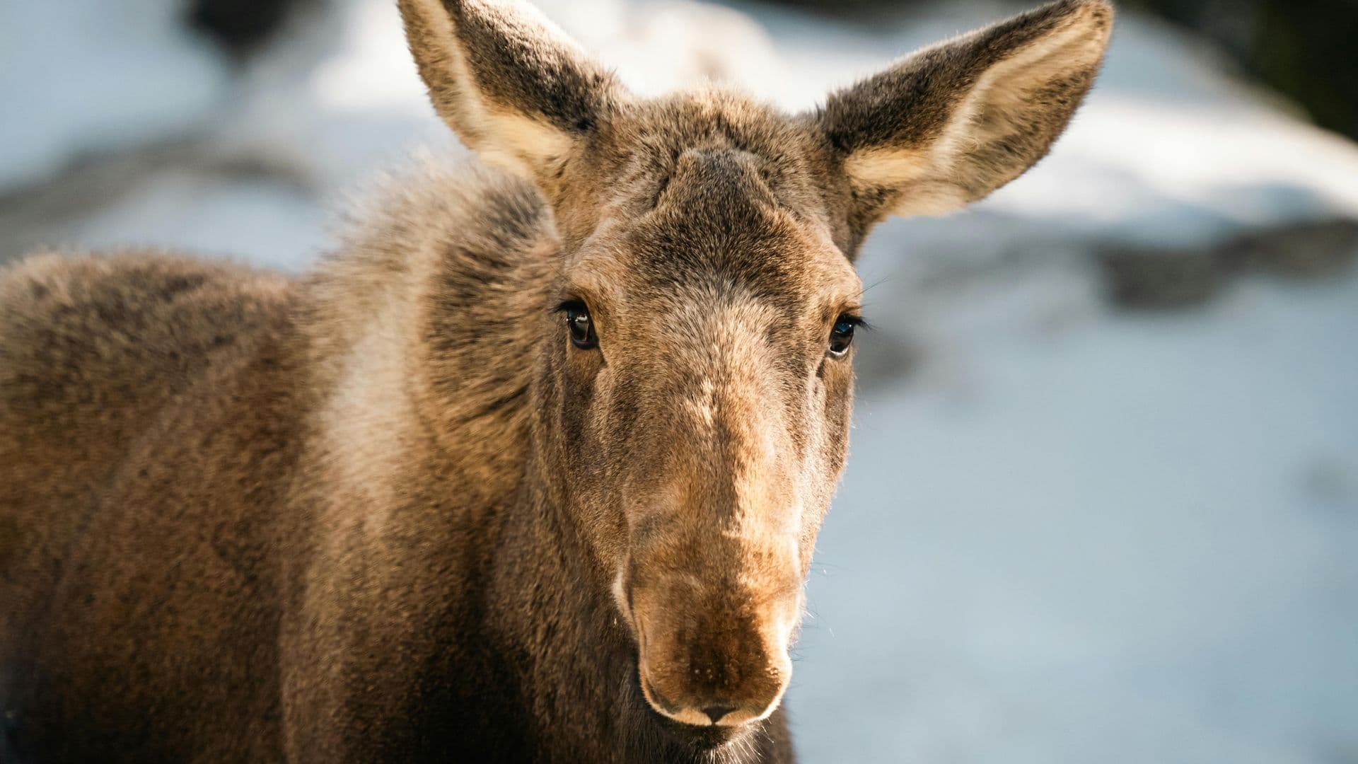 Collisions fauniques : le ministère rappelle les bons réflexes aux automobilistes du Nord 