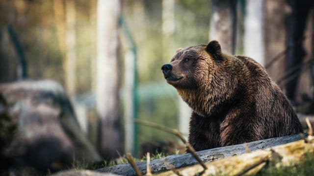 Faune et sécurité routière dans le Nord-du-Québec : vigilance accrue sur les axes de migration 