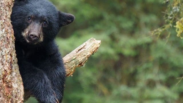 Un geste risqué complique la gestion d’un ours en zone habitée à Lebel-sur-Quévillon 