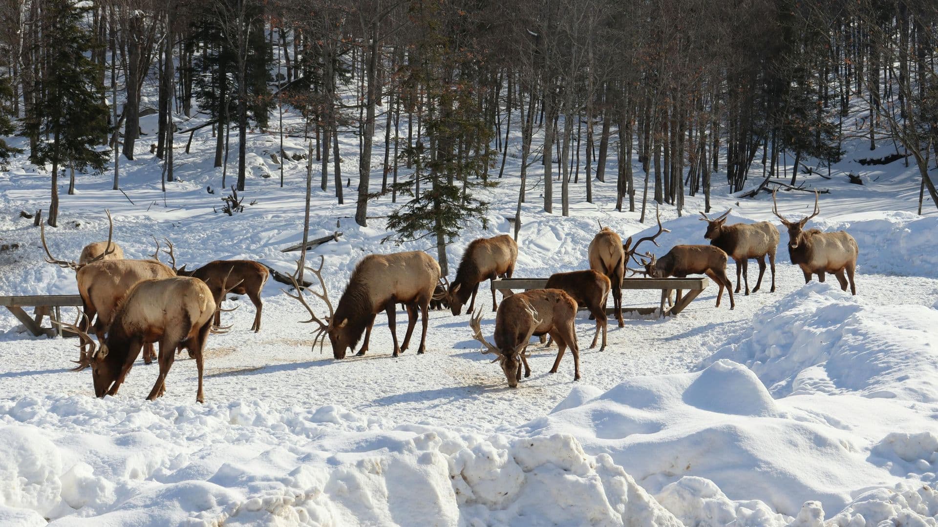Inventaire aérien en 2026 : l'orignal de la zone 17 au cœur des décisions de gestion