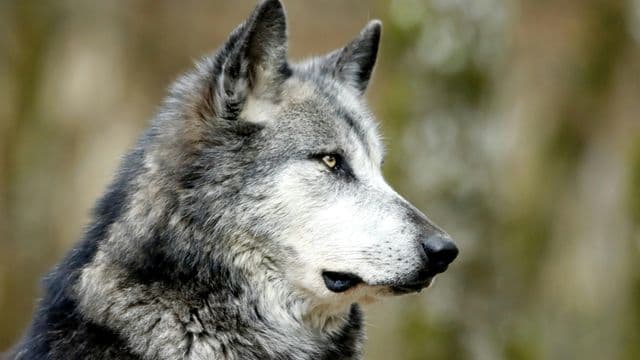 Lebel-sur-Quévillon appelle à la vigilance après plusieurs signalements de loups gris 