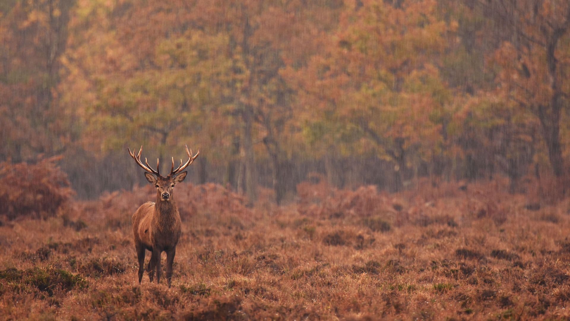 Un cerf dans une forêt