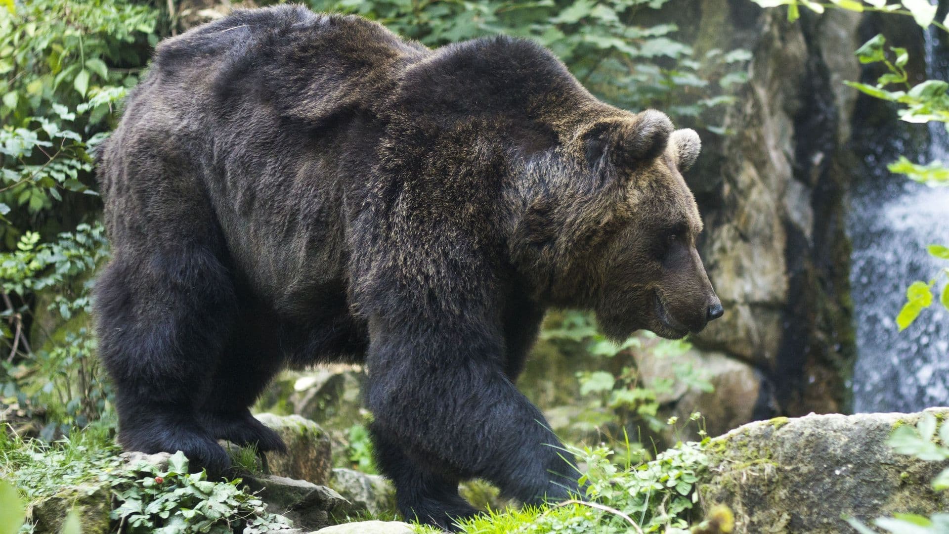 Chasse à l'ours noir dans le Nord-du-Québec