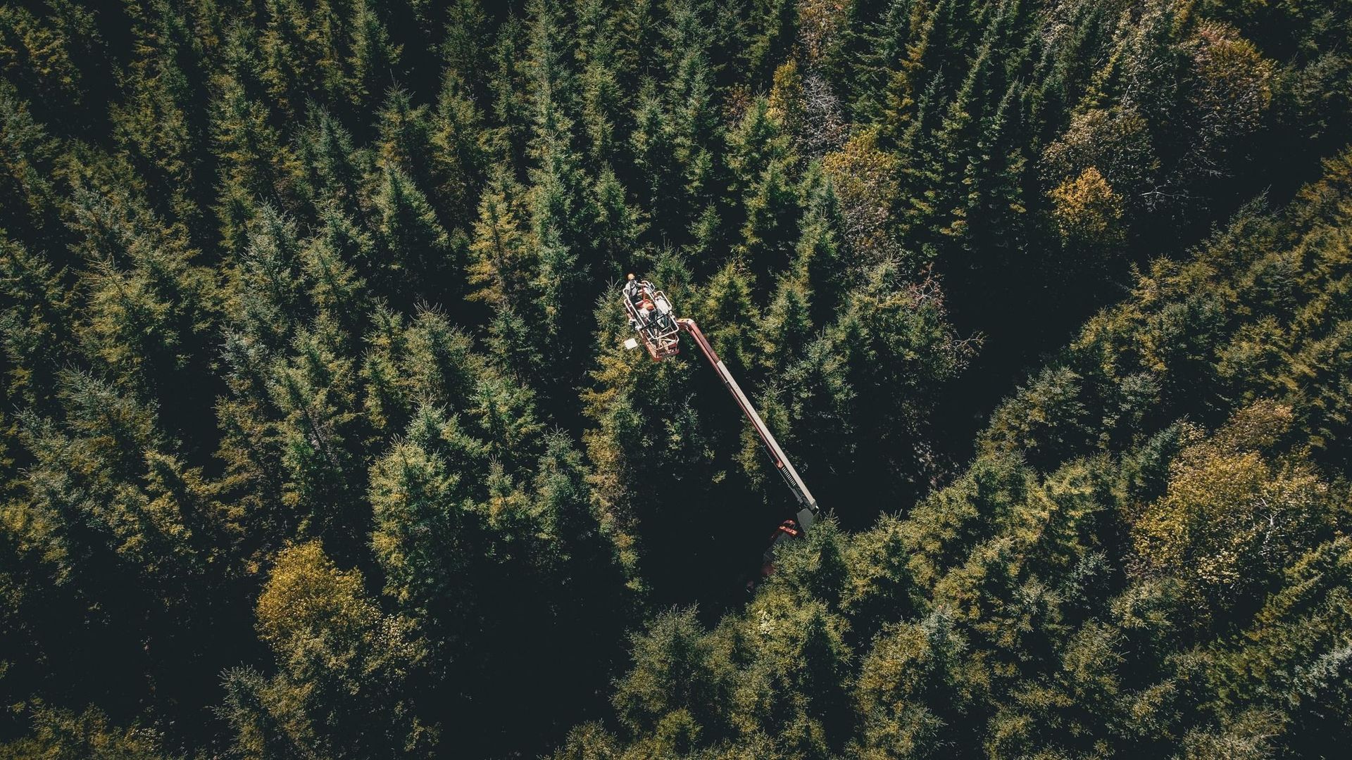Aménagement forestier en Baie-James : Québec apporte des modifications ...